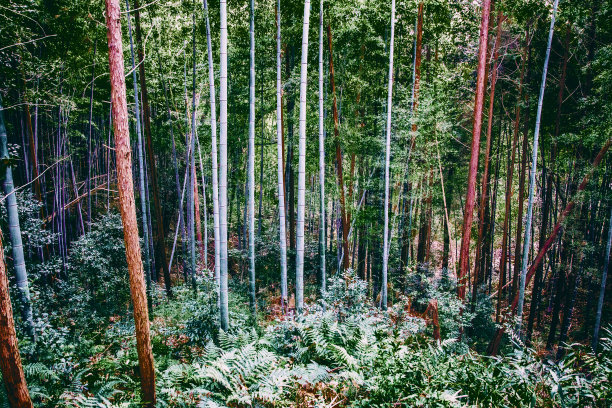 野生竹林图片下载
