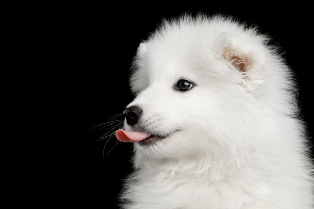 黑色背景上的萨摩耶幼犬素材图片