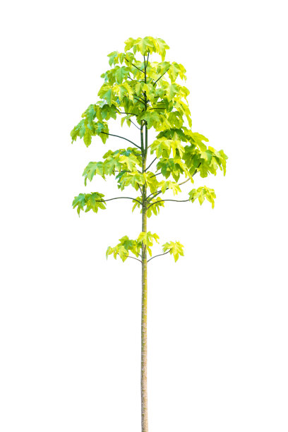 树孤立的白色背景图片下载
