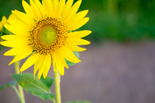 向日葵的特写。图片下载