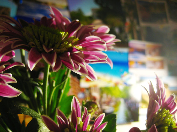 粉红色的花图片下载