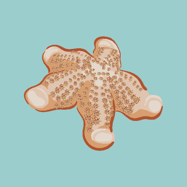 向量海星图片下载