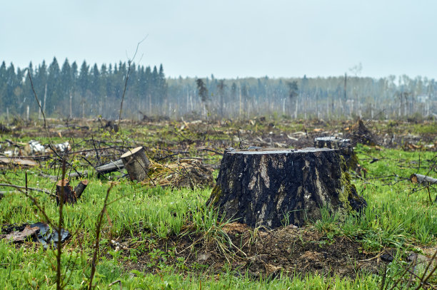 森林减少图片下载