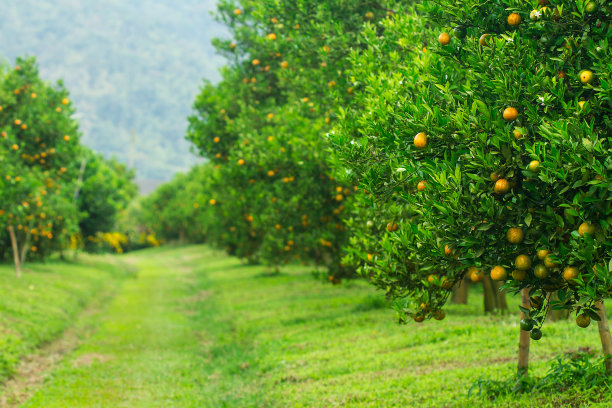 橘园图片下载