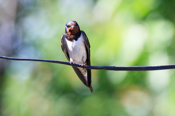 谷仓燕子（希伦多生锈）素材图片