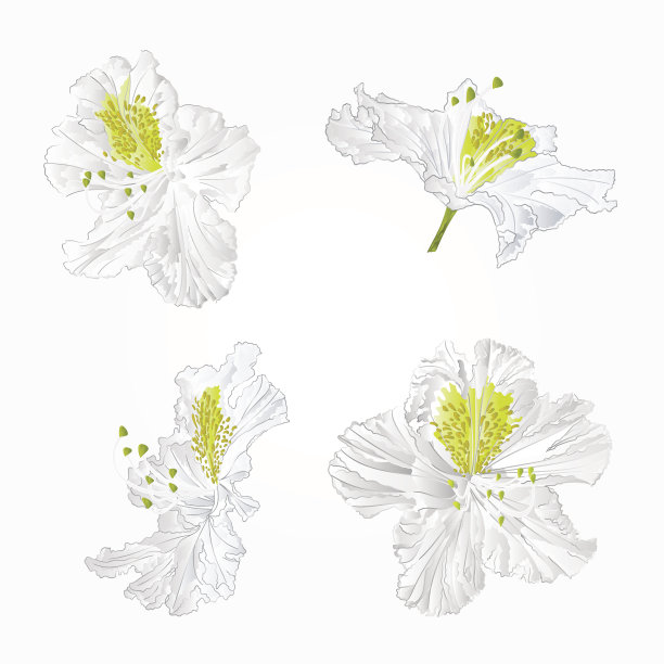 树、苹果、花朵、树枝、矢量、无缝、墙纸、纹理、纺织品、纸张、包装、瓷砖、复古、背景、树枝、插图、植物、白色、花朵、春天、果实、树木、绿色、夏天、花蕾、花瓣、苹果树图片下载