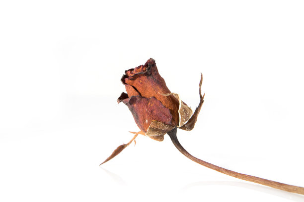 白色背景上的干红玫瑰。图片下载