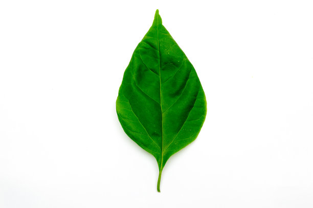 九重葛叶子孤立在白色背景上。图片下载