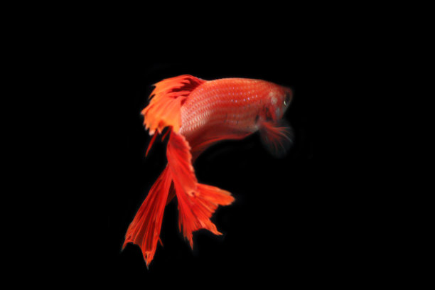 红色的鱼战斗图片下载