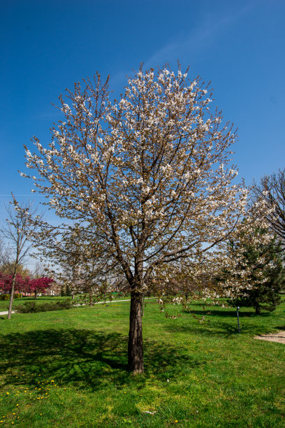 树和花图片下载
