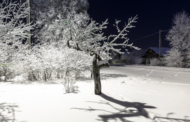 晚上树被雪覆盖着图片下载