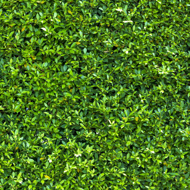 绿叶背景图片下载