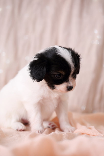 粉红色背景上的小狗图片下载