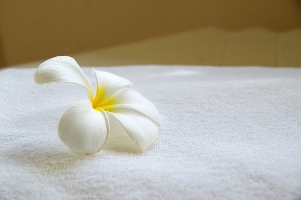 靠近白色的鸡蛋花上的白毛巾图片下载