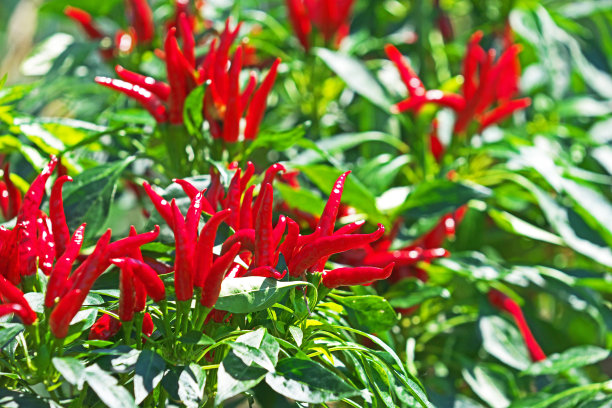 红辣椒图片下载