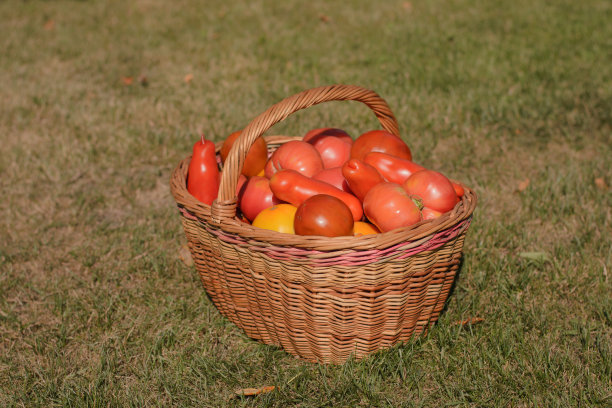 西红柿放在一个大篮子里图片下载