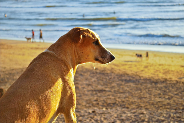 海滩上的狗图片下载
