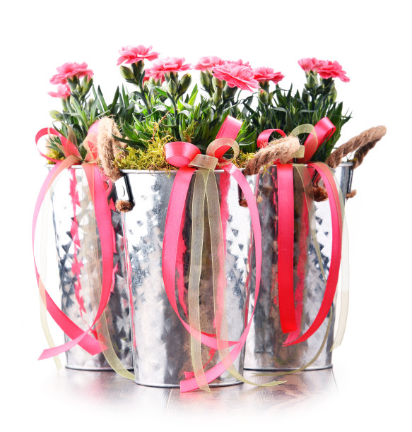 包含康乃馨花束的构图图片下载