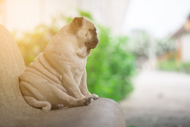 哈巴狗狗图片下载