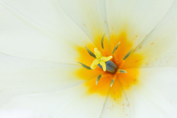 白色郁金香的特写照片，抽象的花背景，花瓣的花，春天的时间图片下载