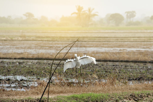稻草人选择了一个更大的鸟的形象。图片下载