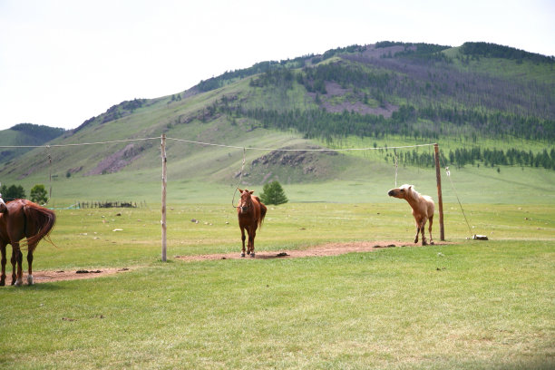 蒙古乌兰巴托的高尔基- terelj国家公园里的许多马图片下载
