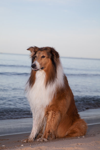 成年粗壮的牧羊犬在海滩上享受日落图片下载