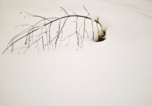 他们就是不会放弃图片下载