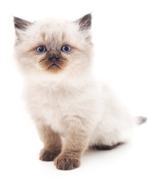 白色的猫。图片下载