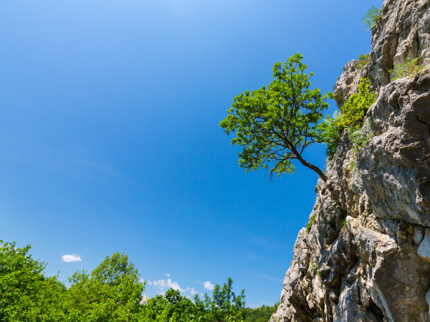 孤独的树挂在岩石上，在山上，春天图片下载