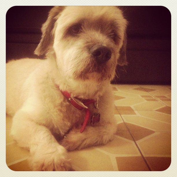 西藏梗休息图片下载