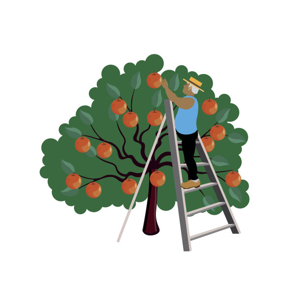 农民收集苹果图片下载