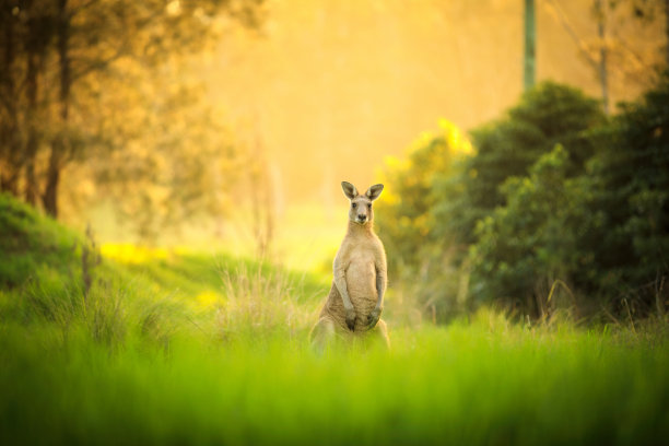 袋鼠在日落时分图片下载