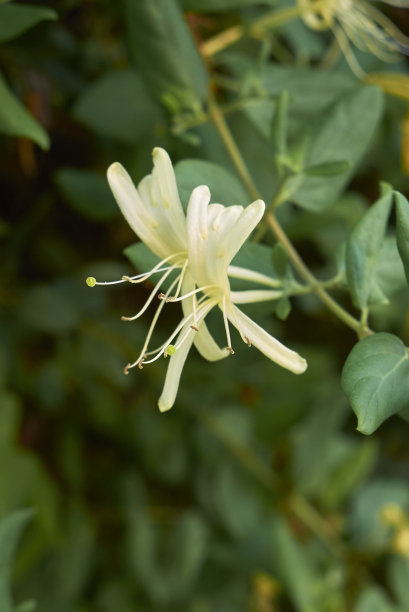 金银花粳稻图片下载