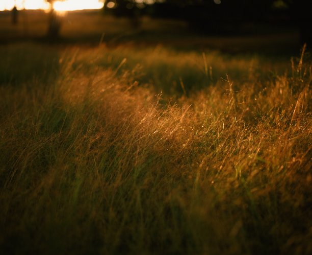 农田在电影图片下载