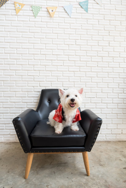 白色小猎犬，西部高地犬图片下载