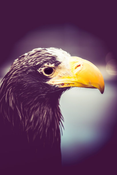 森林里有鹰、猎鸟图片下载