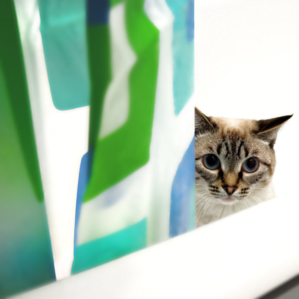 浴缸里的白猫图片下载