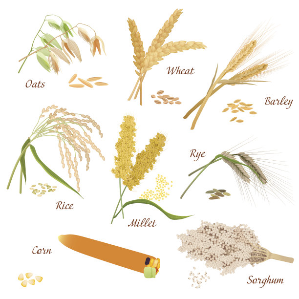 谷类植物矢量图标插图。燕麦，小麦，大麦，黑麦，小米，大米，高粱，玉米图片下载