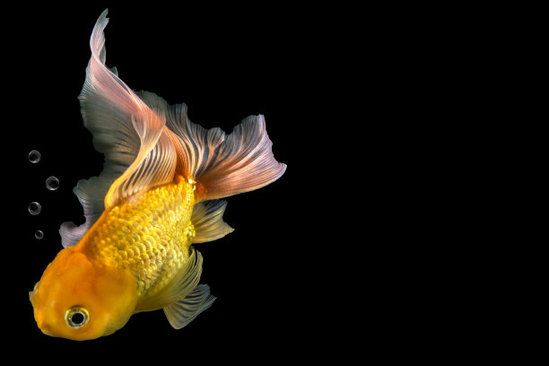 金鱼孤立在黑色背景上图片下载