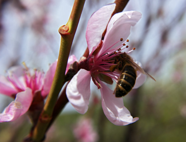 蜜蜂在粉红色的花朵里图片下载