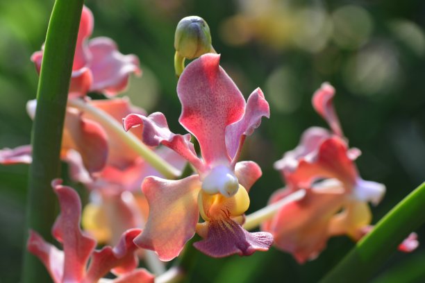 乌冬面阳光兰花图片下载