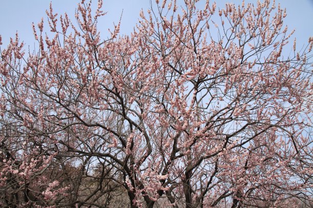 日本水户的梅林图片下载