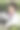 在温室里用显微镜工作的生物学家图片下载