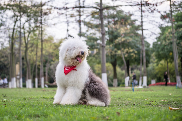 在草地上玩耍的古代英国牧羊犬图片下载