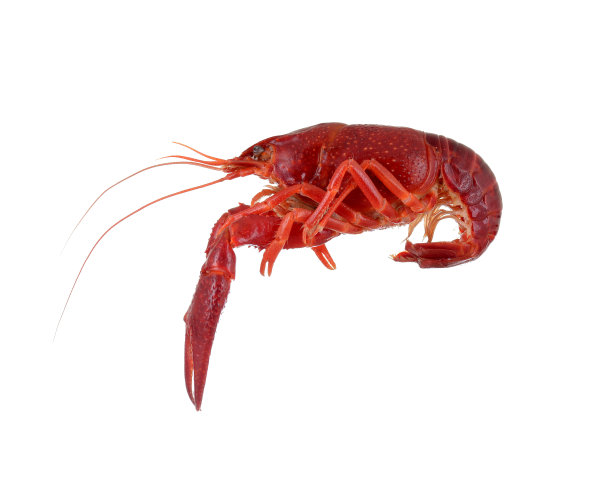 红色生小龙虾图片下载