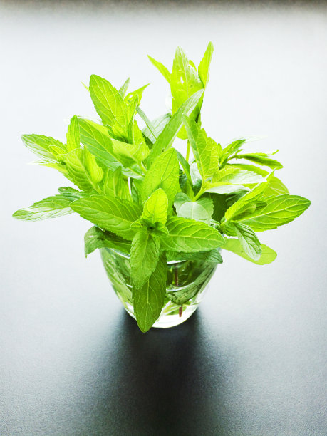 薄荷图片下载