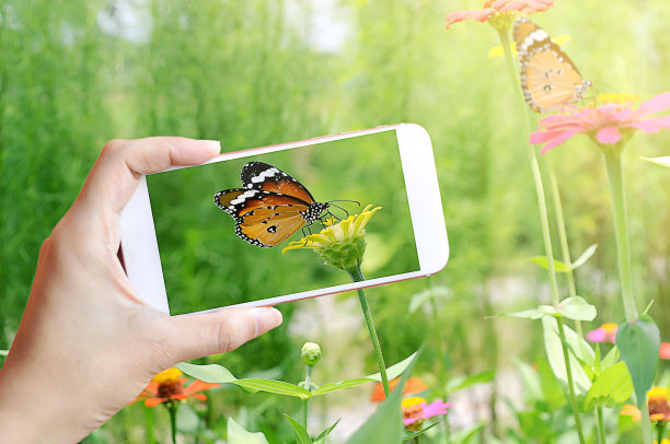 阳光下与蝴蝶在百日草上的摄影图片下载