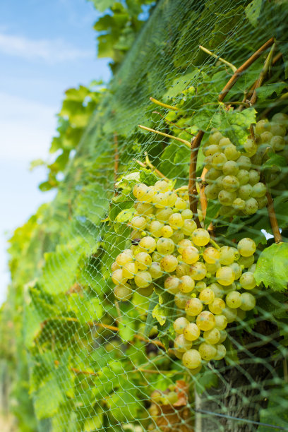 葡萄园里的鸟网图片下载