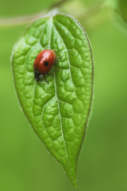自然背景与瓢虫的叶子图片下载